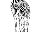 Dibuix Zebra pintat per anna