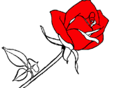 Dibuix Rosa pintat per ariadna qd