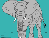 Dibuix Elefant pintat per ROMÀ