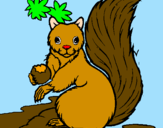 Dibuix Esquirol pintat per ÓSCAR