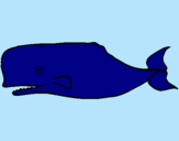 Dibuix Balena blava pintat per laura