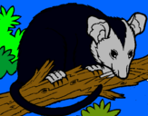 Dibuix Esquirol possum pintat per sara