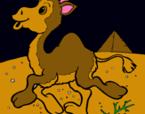 Dibuix Camell pintat per PAQUI