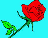 Dibuix Rosa pintat per joana