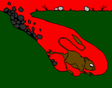 Dibuix Cangur rata pintat per ROC