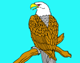 Dibuix Àguila en una branca  pintat per ORIOL DOMENECH