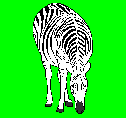 Dibuix Zebra pintat per VALENTINA