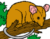 Dibuix Esquirol possum pintat per indira