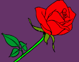 Dibuix Rosa pintat per daphne