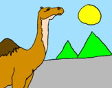 Dibuix Camell pintat per EDUARDO