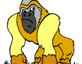 Dibuix Goril·la pintat per BIEL  PARRA