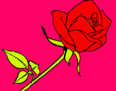 Dibuix Rosa pintat per fernanda