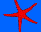 Dibuix Estrelleta de mar pintat per ARNAU   G