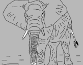 Dibuix Elefant pintat per ERIC