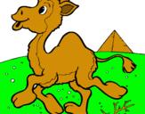 Dibuix Camell pintat per bryan