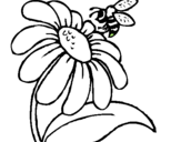 Dibuix Margarida amb abella pintat per a