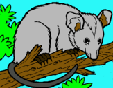 Dibuix Esquirol possum pintat per AINA