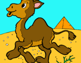 Dibuix Camell pintat per Xisca M.