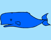 Dibuix Balena blava pintat per wail i sara