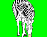 Dibuix Zebra pintat per maria