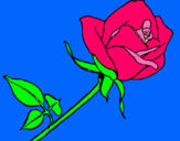 Dibuix Rosa pintat per JUDITH