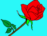 Dibuix Rosa pintat per clara  vergés