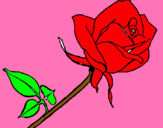 Dibuix Rosa pintat per adil