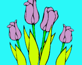 Dibuix Tulipes pintat per roser i nil