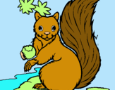 Dibuix Esquirol pintat per agnès