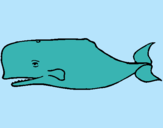 Dibuix Balena blava pintat per mustang