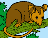 Dibuix Esquirol possum pintat per anna munne