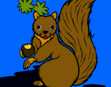 Dibuix Esquirol pintat per jordi