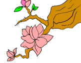 Dibuix Flor d'ametller pintat per carla