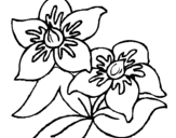 Dibuix Flors pintat per kaks
