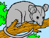 Dibuix Esquirol possum pintat per alex