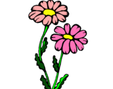 Dibuix Margarides pintat per flor