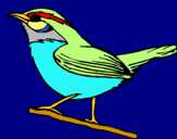 Dibuix Ocell silvestre  pintat per xavier
