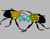 Dibuix Escarabats  pintat per Àlex