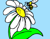 Dibuix Margarida amb abella pintat per nuria  moreno  peramarch