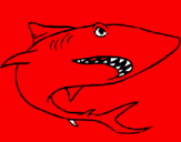 Dibuix Tiburón pintat per lluc