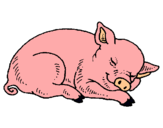 Dibuix Porc dormint pintat per pig