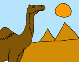 Dibuix Camell pintat per egipte