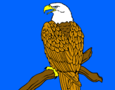 Dibuix Àguila en una branca  pintat per Vicent J-M.-M.