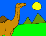 Dibuix Camell pintat per carla