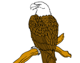 Dibuix Àguila en una branca  pintat per CARLOTA M.