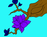 Dibuix Flor d'ametller pintat per eudald