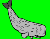 Dibuix Balena gran pintat per arnau c.