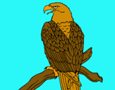 Dibuix Àguila en una branca  pintat per nickolas