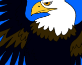 Dibuix Àguila Imperial Romana pintat per migueljose