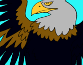 Dibuix Àguila Imperial Romana pintat per eudald
